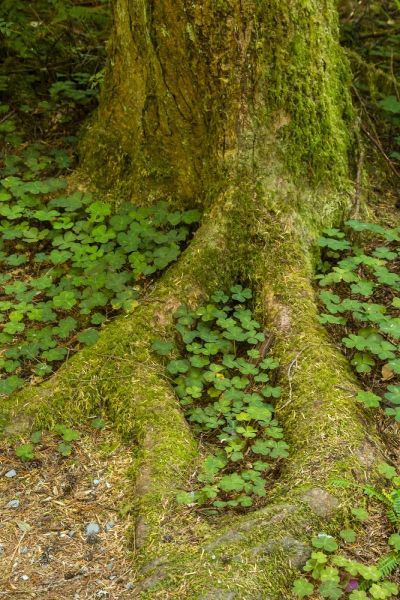 USA, California, Redwoods NP Clover at tree base